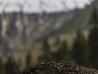 2022 05 01 blatten impressionen