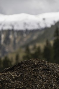 2022 05 01 blatten impressionen