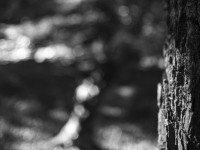 2022 10 10 im wald sw