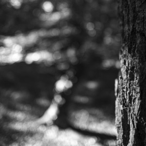 2022 10 10 im wald sw