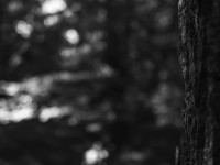 2022 10 10 im wald sw