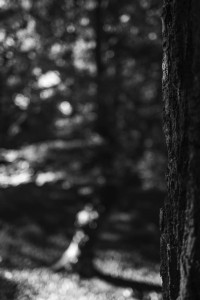 2022 10 10 im wald sw