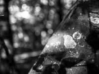 2022 10 10 im wald sw