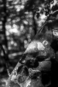 2022 10 10 im wald sw