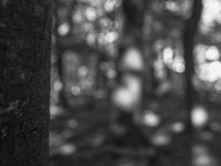 2022 10 10 im wald sw