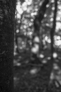 2022 10 10 im wald sw