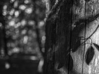 2022 10 10 im wald sw