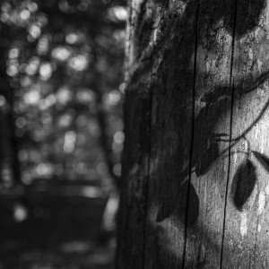 2022 10 10 im wald sw