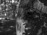 2022 10 10 im wald sw