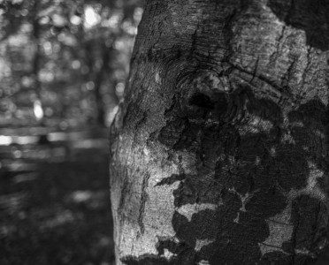 2022 10 10 im wald sw