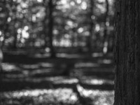 2022 10 10 im wald sw