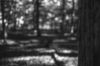 2022 10 10 im wald sw