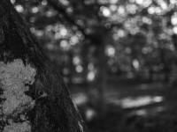 2022 10 10 im wald sw