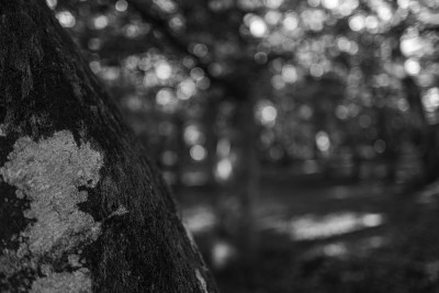 2022 10 10 im wald sw