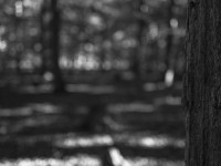 2022 10 10 im wald sw