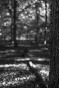 2022 10 10 im wald sw