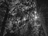 2022 10 10 im wald sw