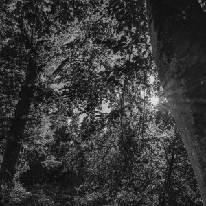 2022 10 10 im wald sw