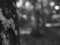 2022 10 10 im wald sw