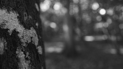 2022 10 10 im wald sw