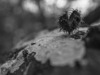 2022 10 10 im wald sw