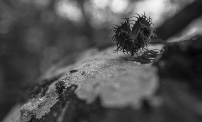 2022 10 10 im wald sw