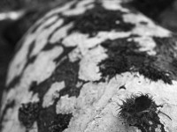 2022 10 10 im wald sw