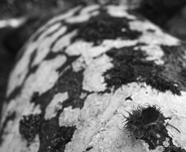 2022 10 10 im wald sw