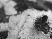 2022 10 10 im wald sw