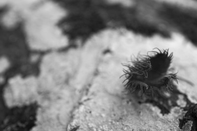 2022 10 10 im wald sw