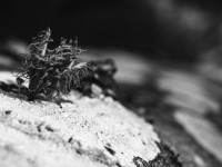 2022 10 10 im wald sw