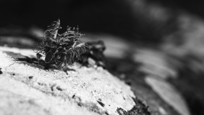 2022 10 10 im wald sw