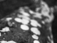 2022 10 10 im wald sw