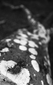 2022 10 10 im wald sw