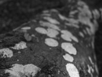 2022 10 10 im wald sw