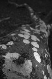 2022 10 10 im wald sw