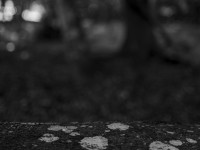 2022 10 10 im wald sw