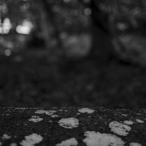 2022 10 10 im wald sw