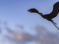 2022 10 11 kranorama