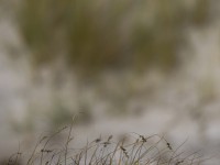 2022 10 13 darsser ort rundgang