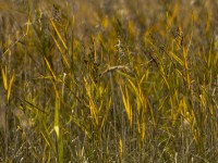 2022 10 13 darsser ort rundgang