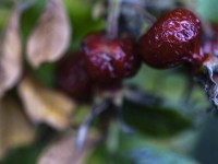 2022 10 14 ahrenshoop