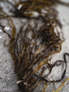 2022 10 14 ahrenshoop