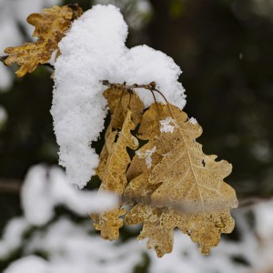 2022 12 09 blatten schnee