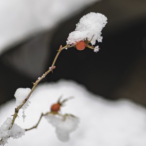 2022 12 09 blatten schnee