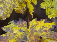 2023 10 25 blatten impressionen