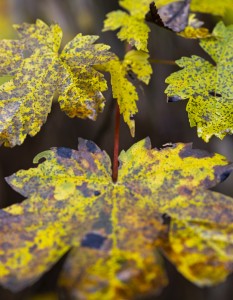 2023 10 25 blatten impressionen