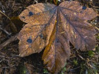 2023 11 01 blatten herbstimpressionen