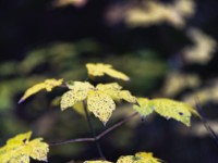 2023 01 blatten herbstimpressionen