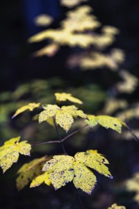 2023 01 blatten herbstimpressionen